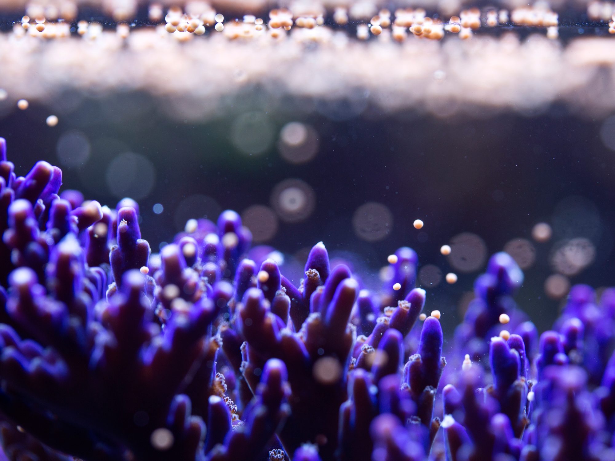purple coral spawning in water