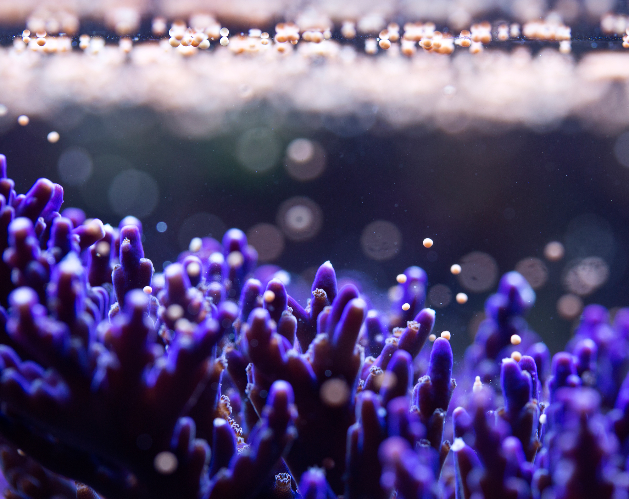 purple coral spawning