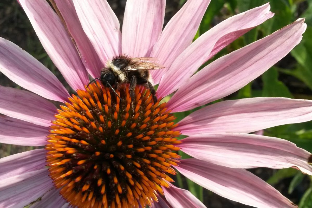 A bee on echinacae flower