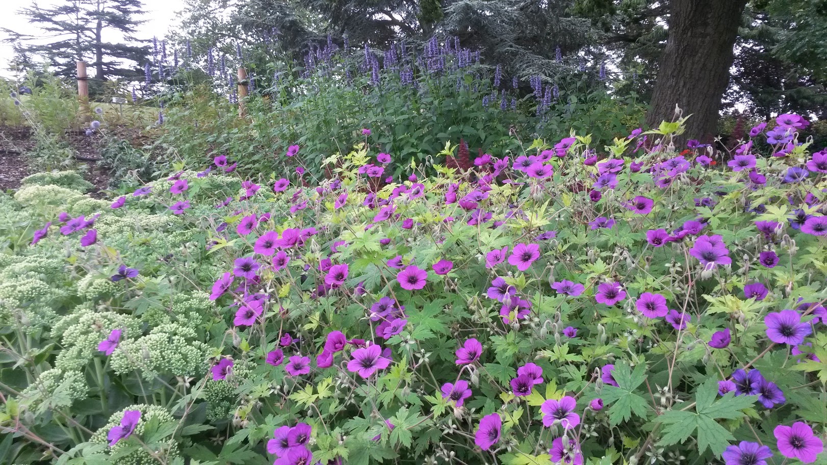 Geranium Ann Folkard Sedum-Autumn-Joy-Agastache Black Adder plants