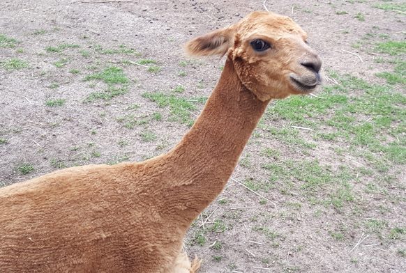 Animal in Focus: Poppy the Alpaca