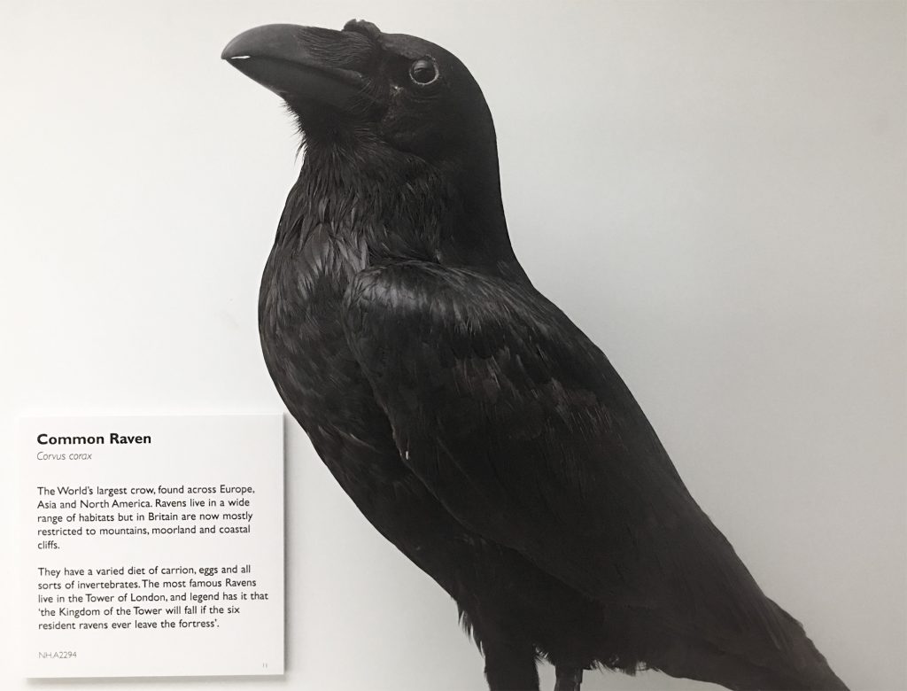 Taxidermy blackbird, raven, against white background