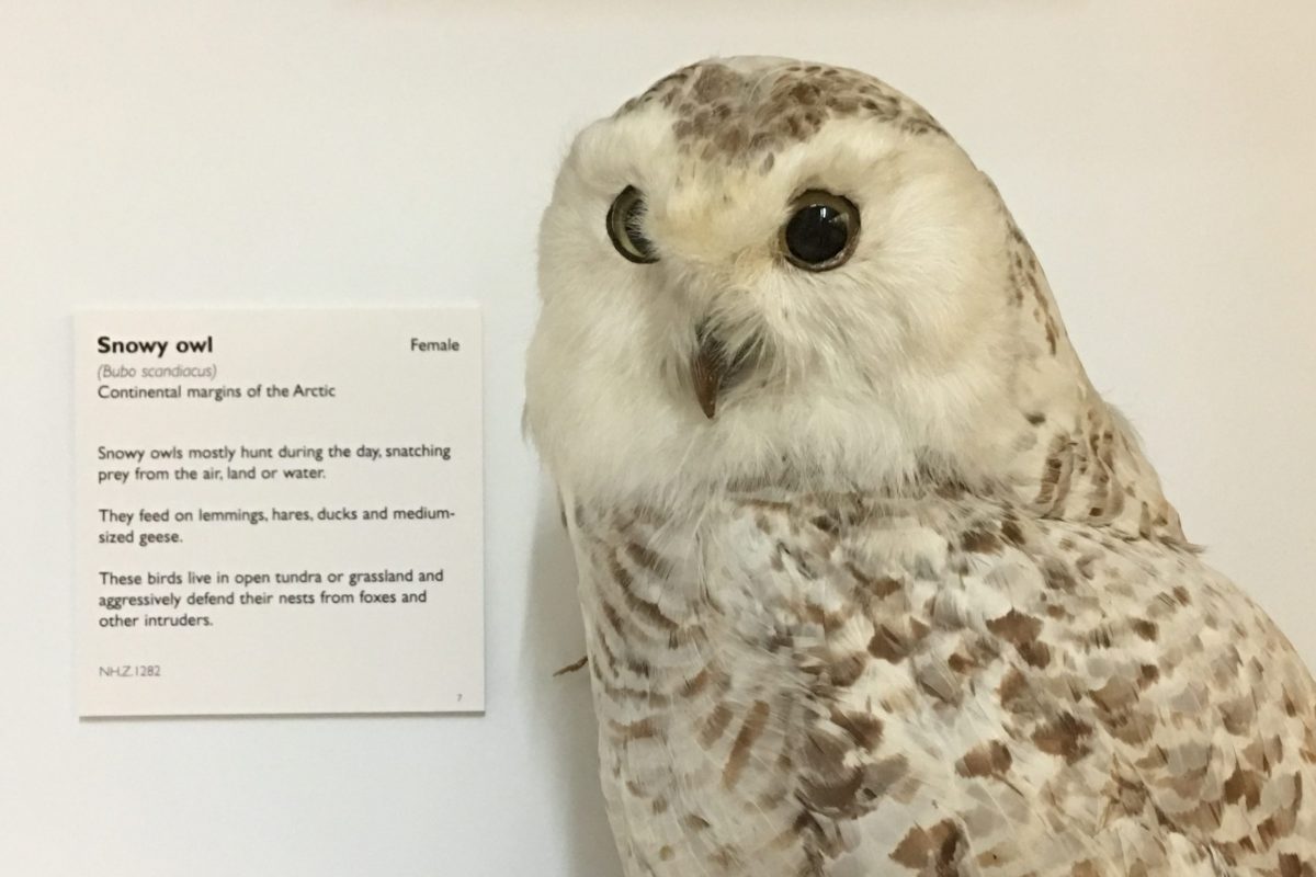 Taxidermy snowy owl