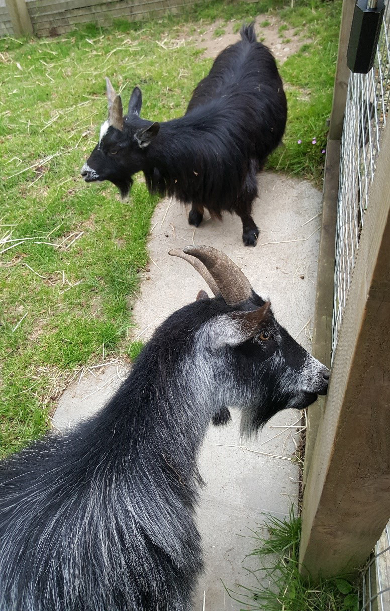 Two goats standing on path