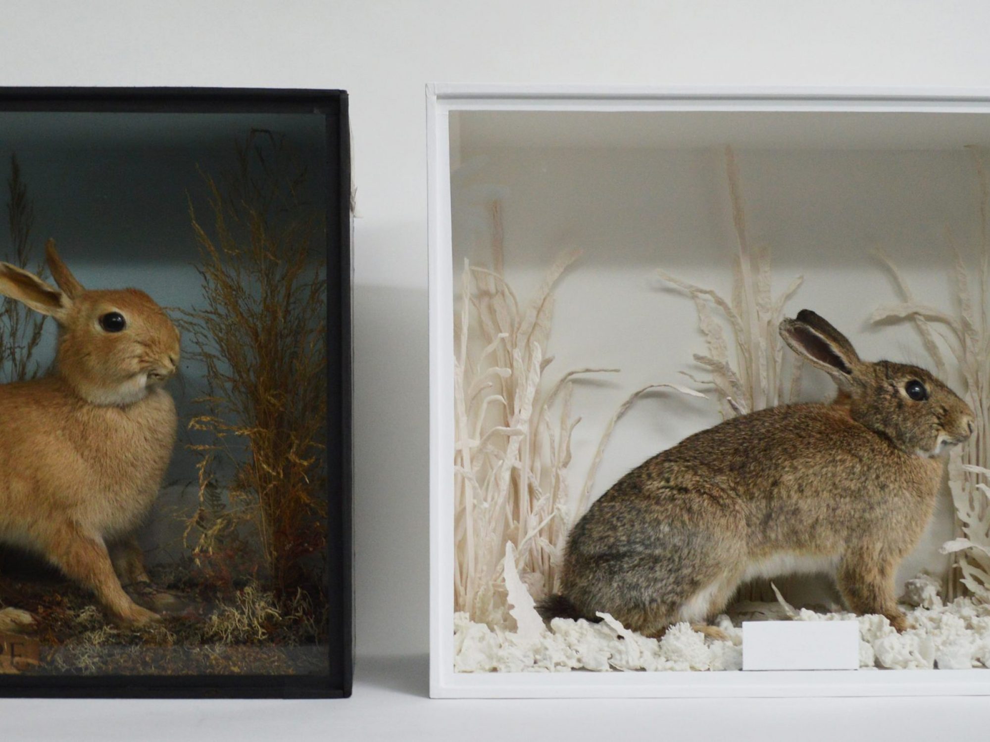 Taxidermy rabbits in dioramas - the one of the left is colourful and made to look like the rabbit is standing in grasses, the one on the right is made to look the same, but all of the background materials are white