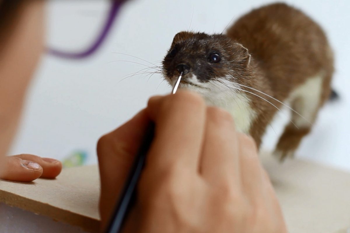 Woman painting taxidermy stoat's nose