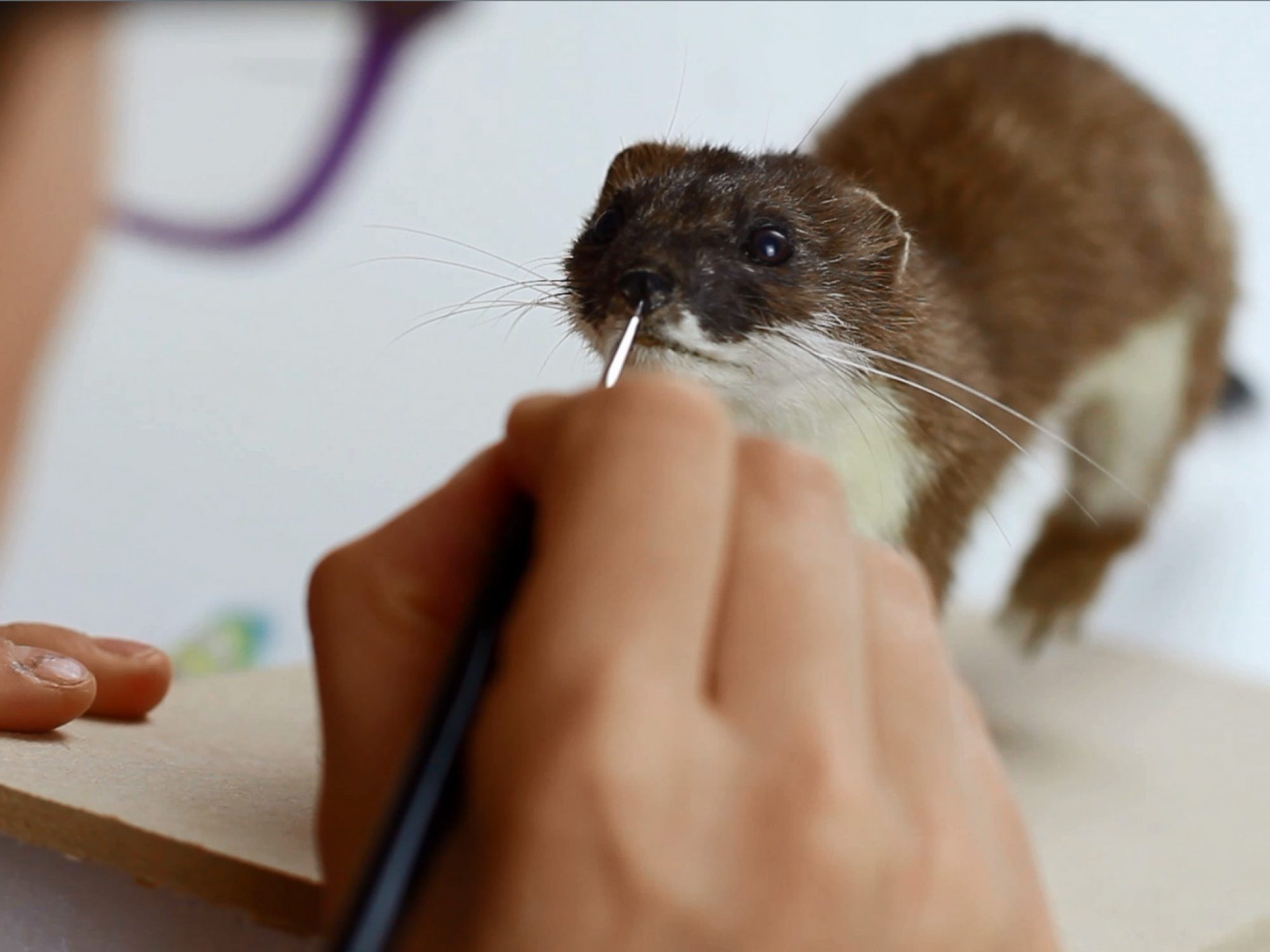 Woman painting taxidermy stoat's nose