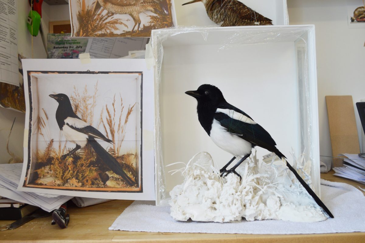Taxidermy magpie in a white box next to an image of a similar magpie in a diorama