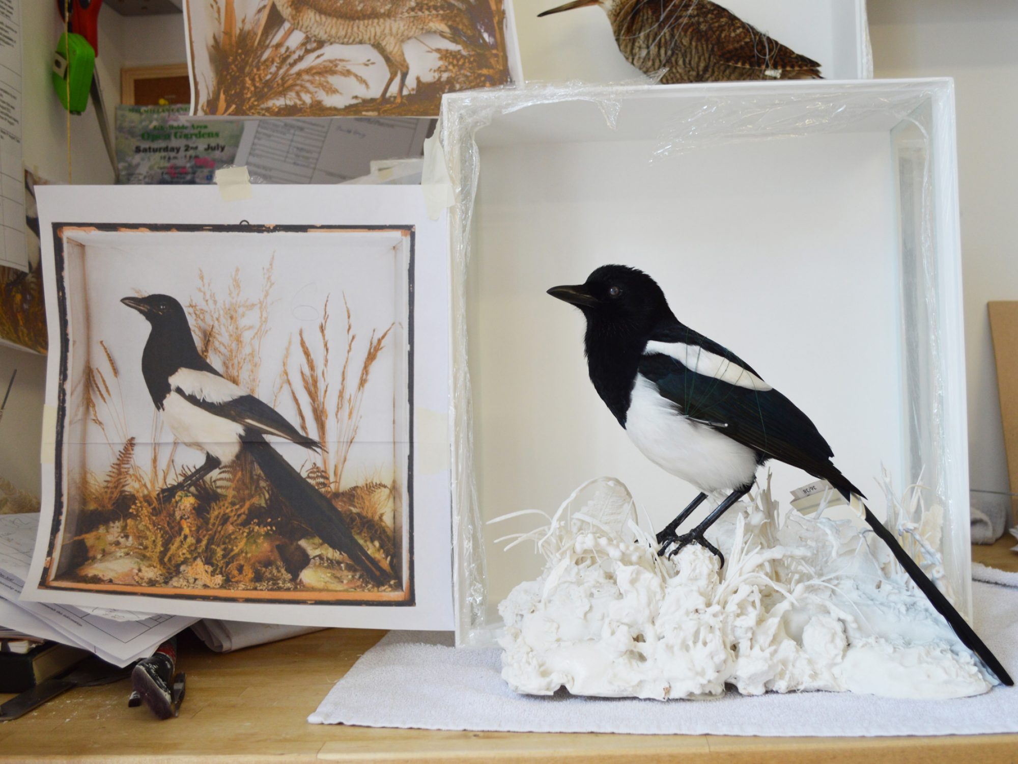 Taxidermy magpie in a white box next to an image of a similar magpie in a diorama