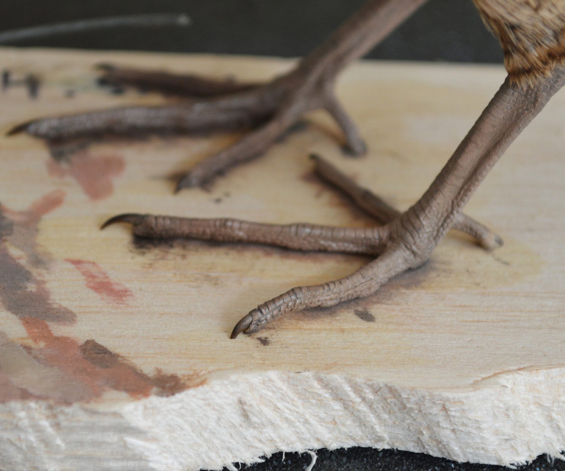 Close up of woodcocks' legs