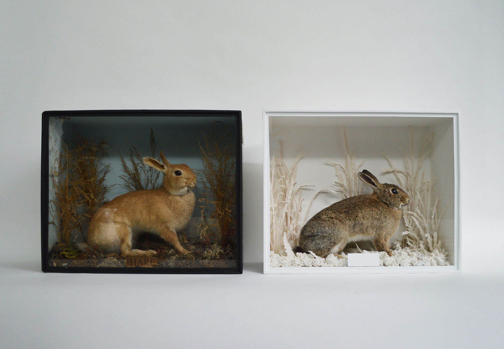 Rabbit in black box and a rabbit in a white box