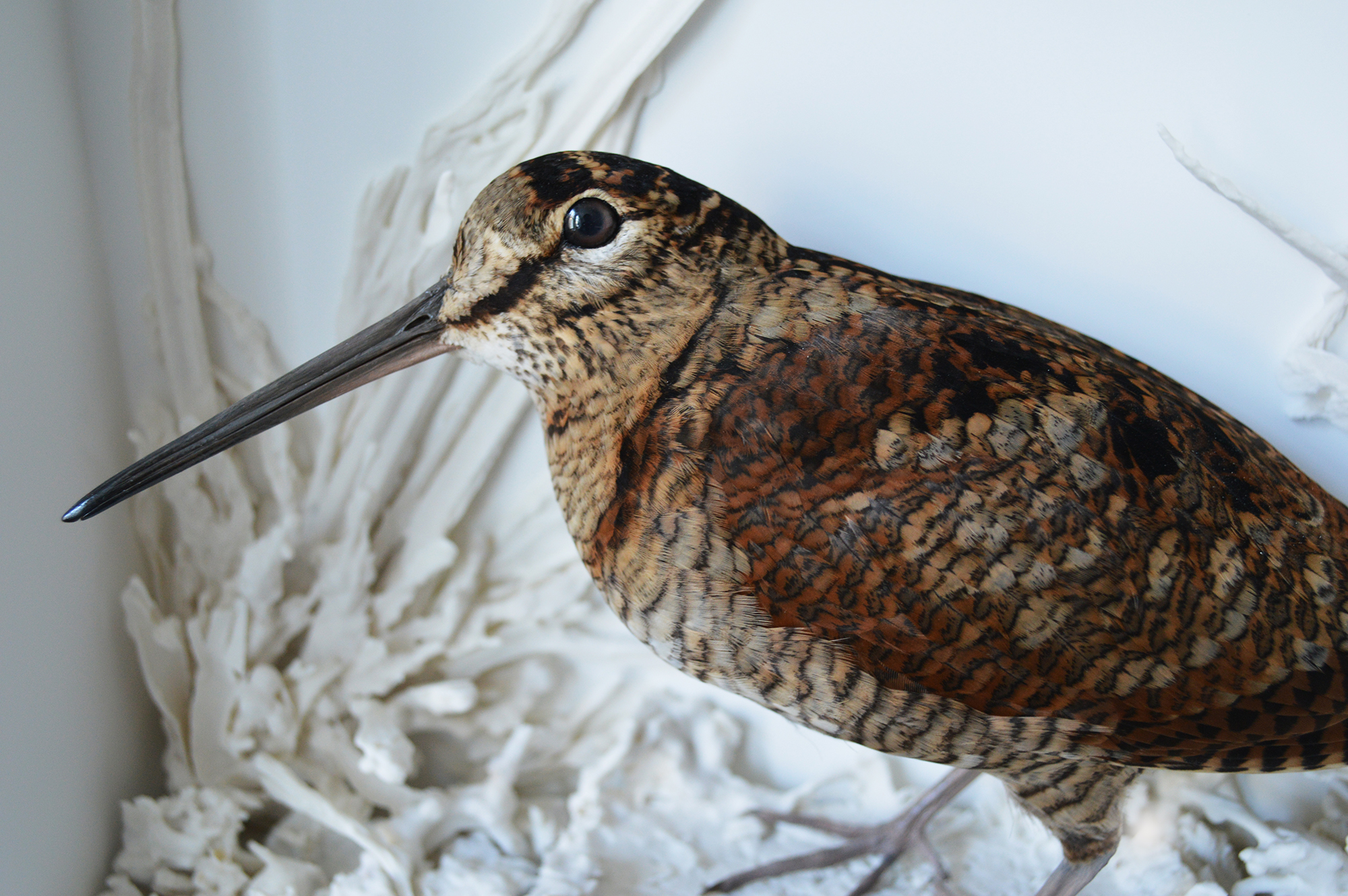 Woodcock bird in white box