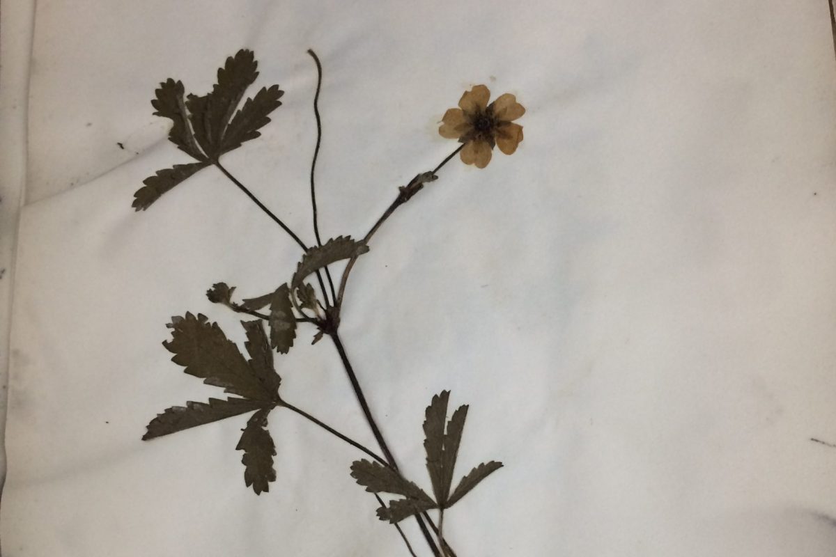 A pressed plant specimen on a page