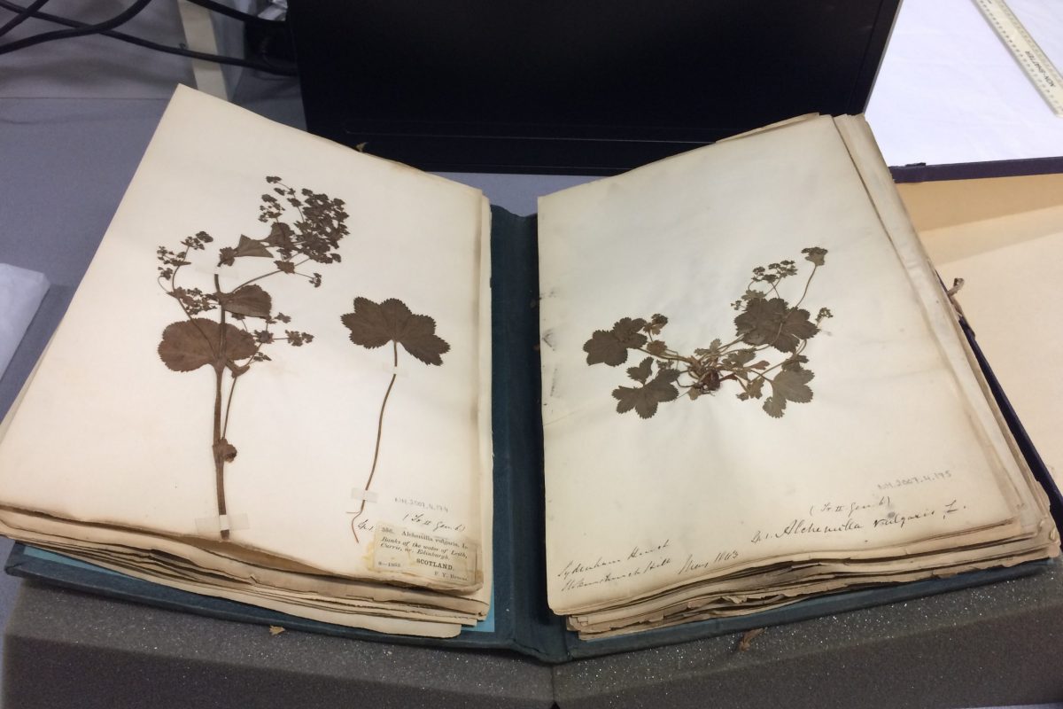A book open with press plant specimens on the pages