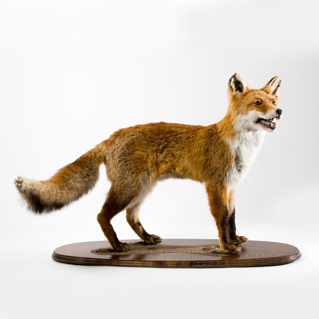 Specimen Of The Month The Red Fox Horniman Museum And Gardens Specimen Of The Month The Red Fox Horniman Museum And Gardens