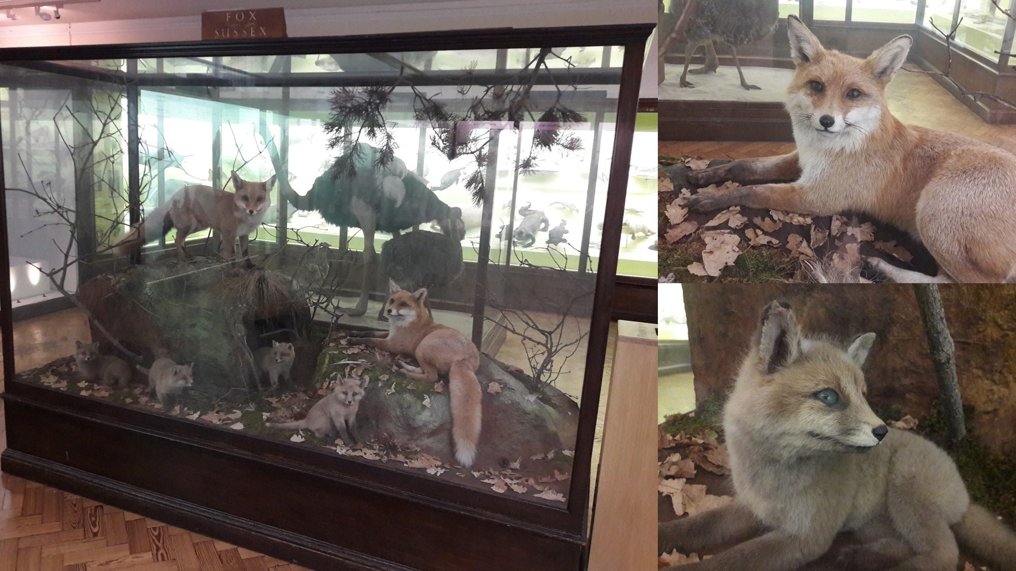 foxes in display case
