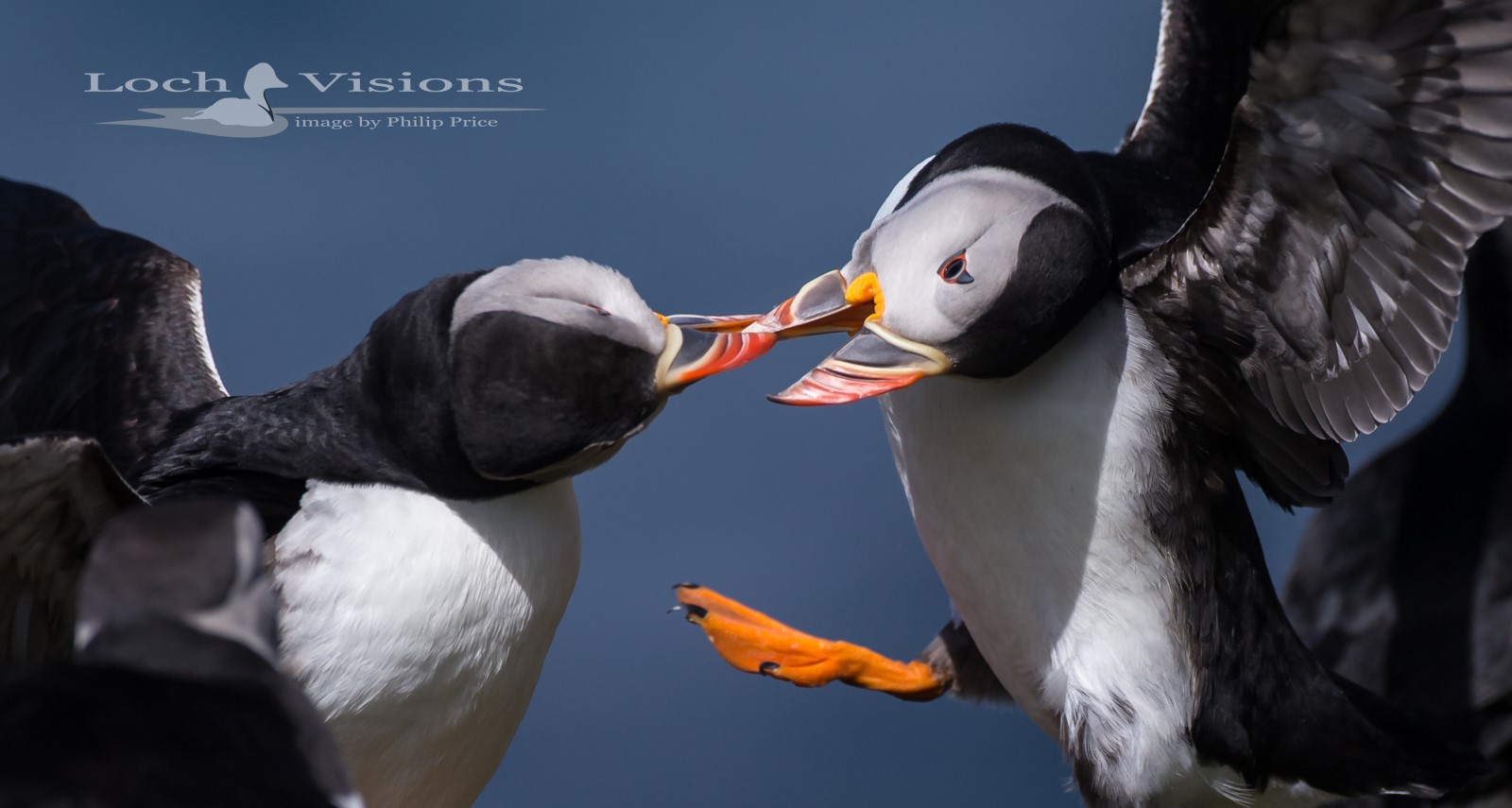 Two pelicans fighting.