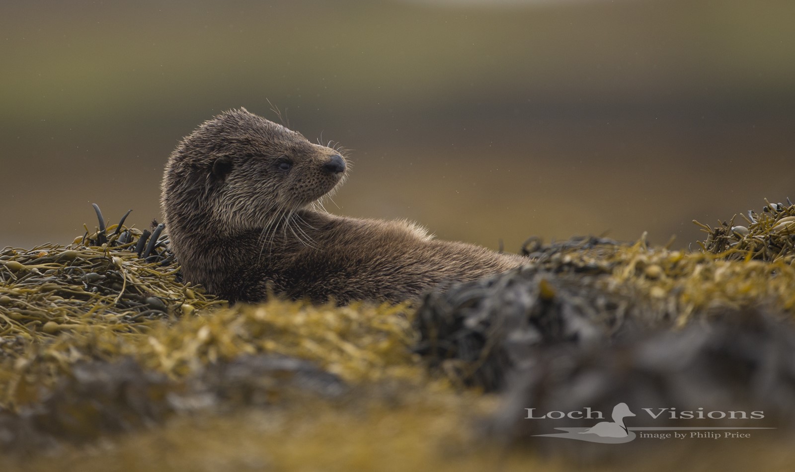 otter laying down with head up.