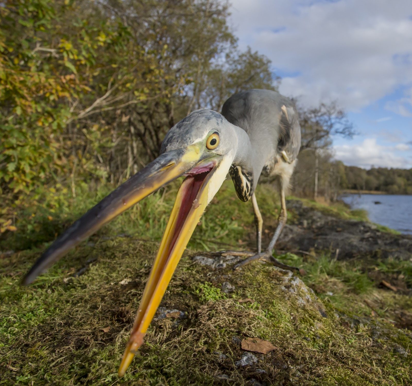 bird with long beak in camera