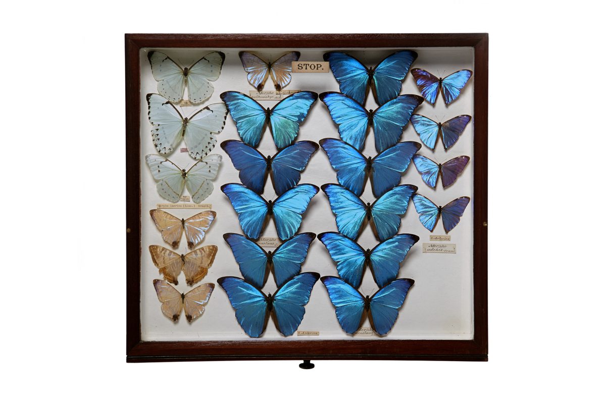 Assortment of blue butterflies in display case