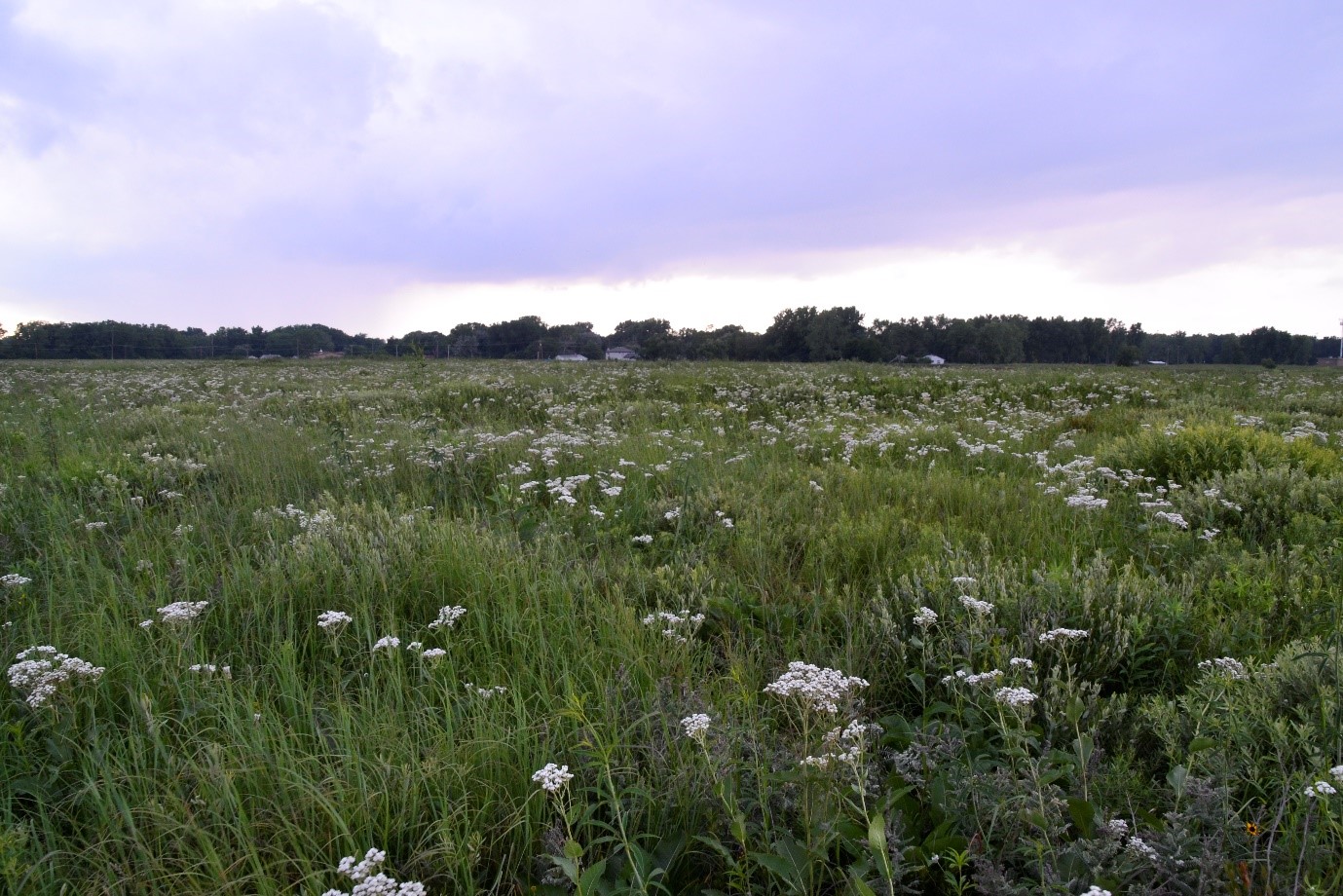 A patch of grass with small pale flowers under a cloudy sky