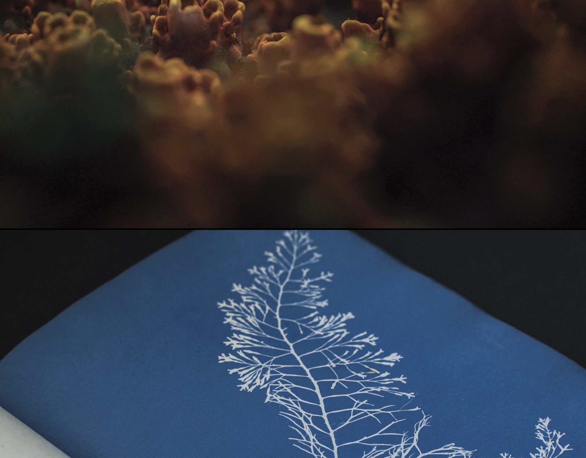 Close up of corals and of cyanotype book
