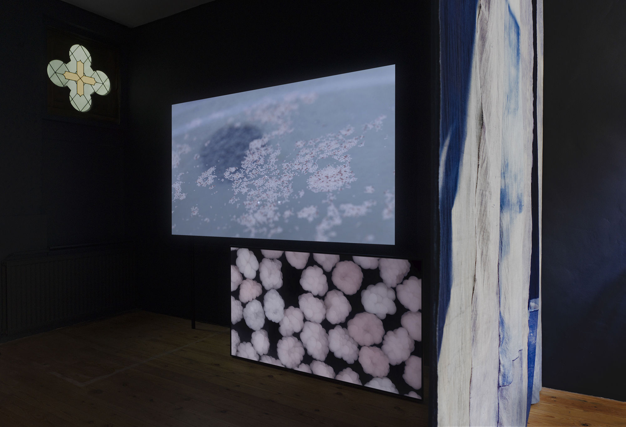 Two screens displaying corals in room.