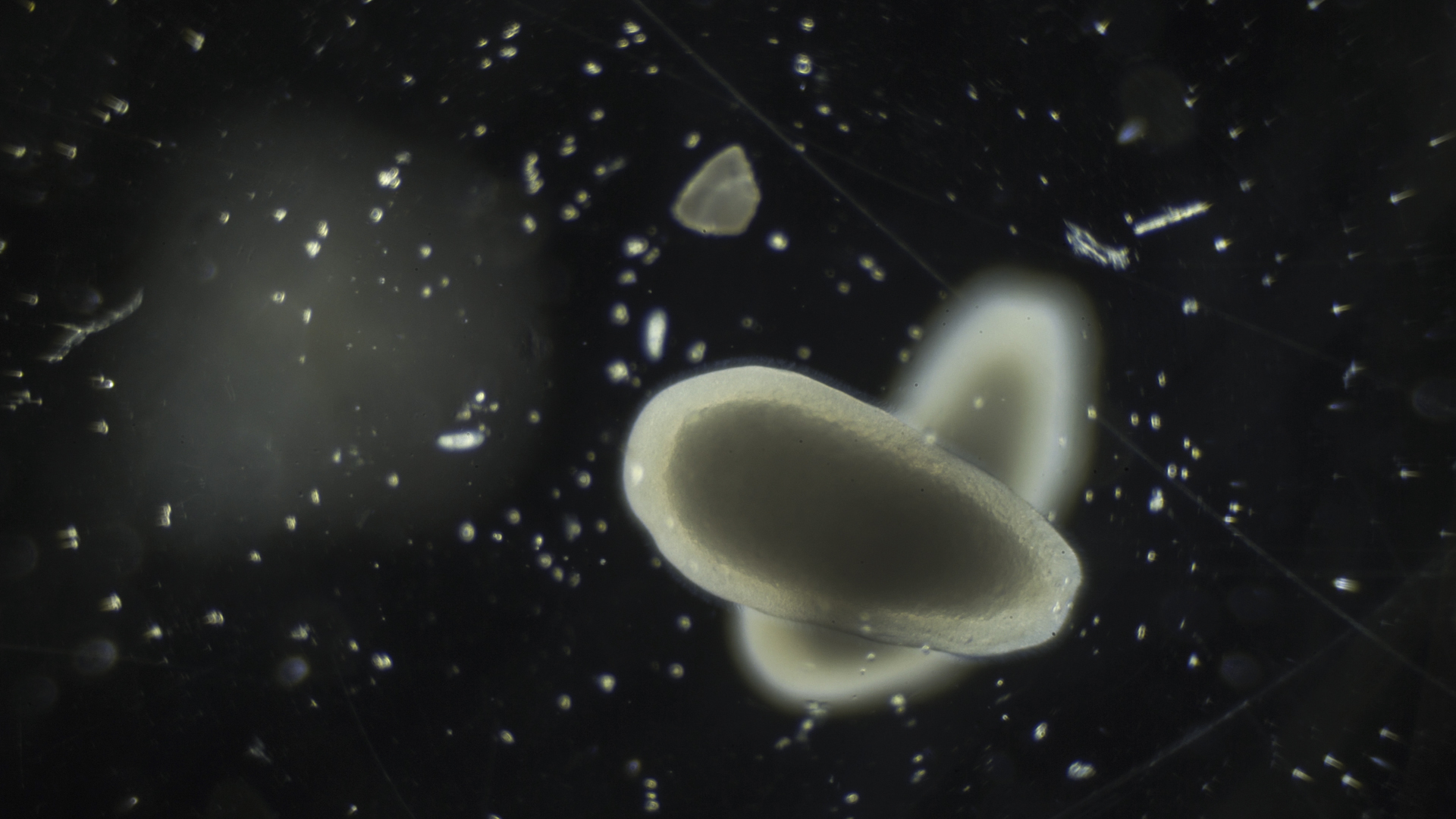 White larvae on black background