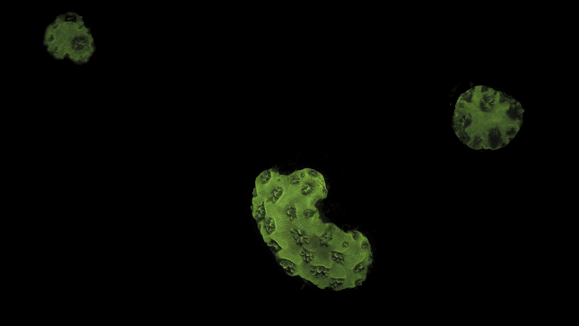 Fluorescent green baby corals on black background