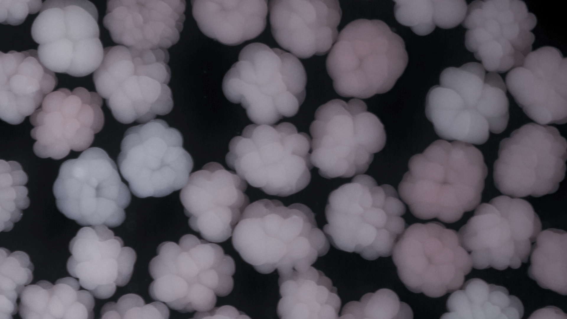embryos developing