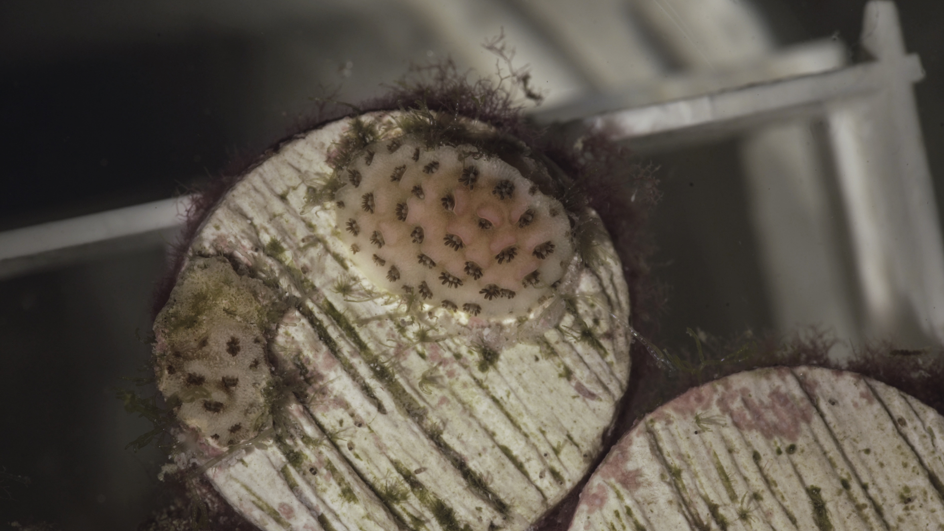Small coral devloping on disk