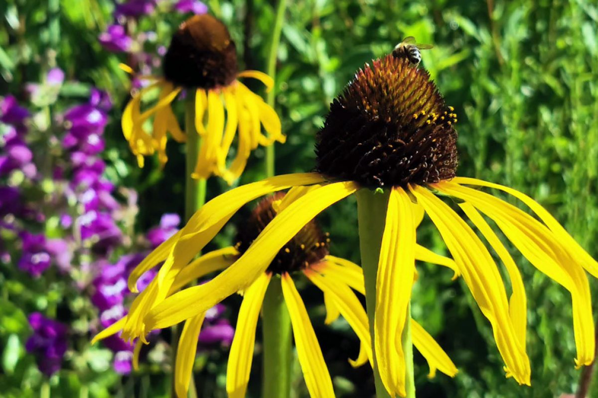 Two yellow cone flowers at the Horniman