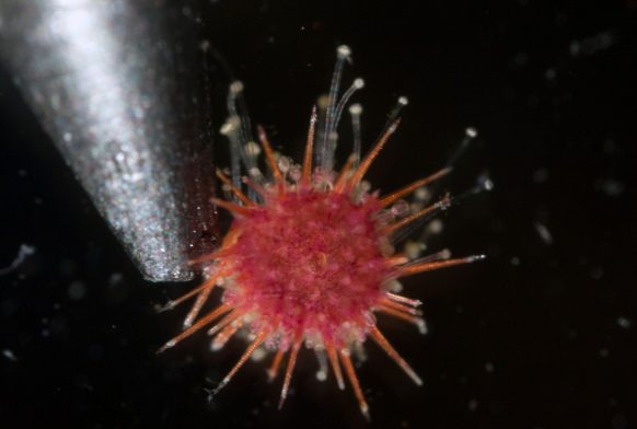 Baby sea urchins boost coral survival rate