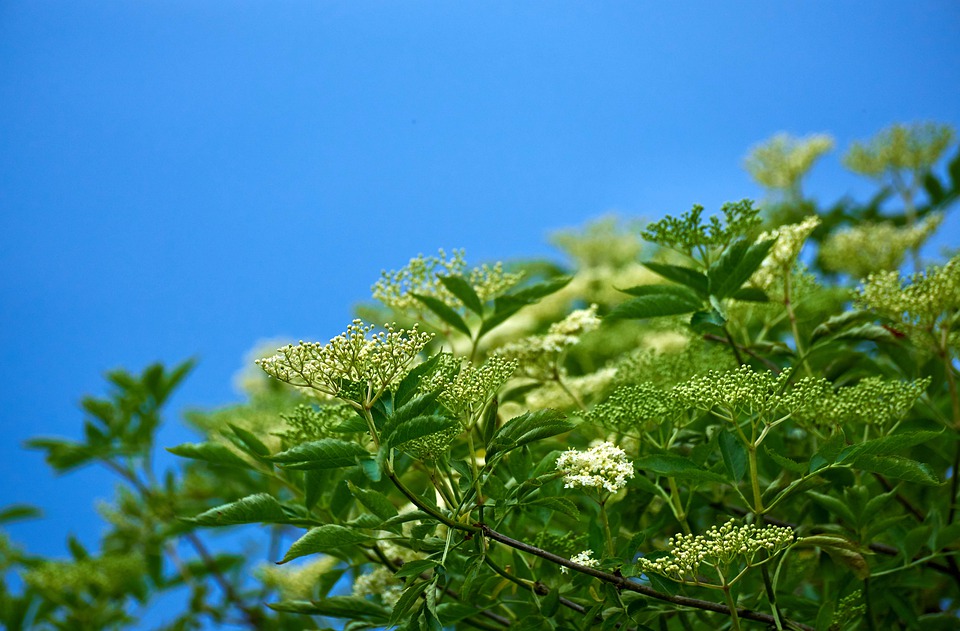 Trees - myths and folklore / RHS Campaign for School Gardening