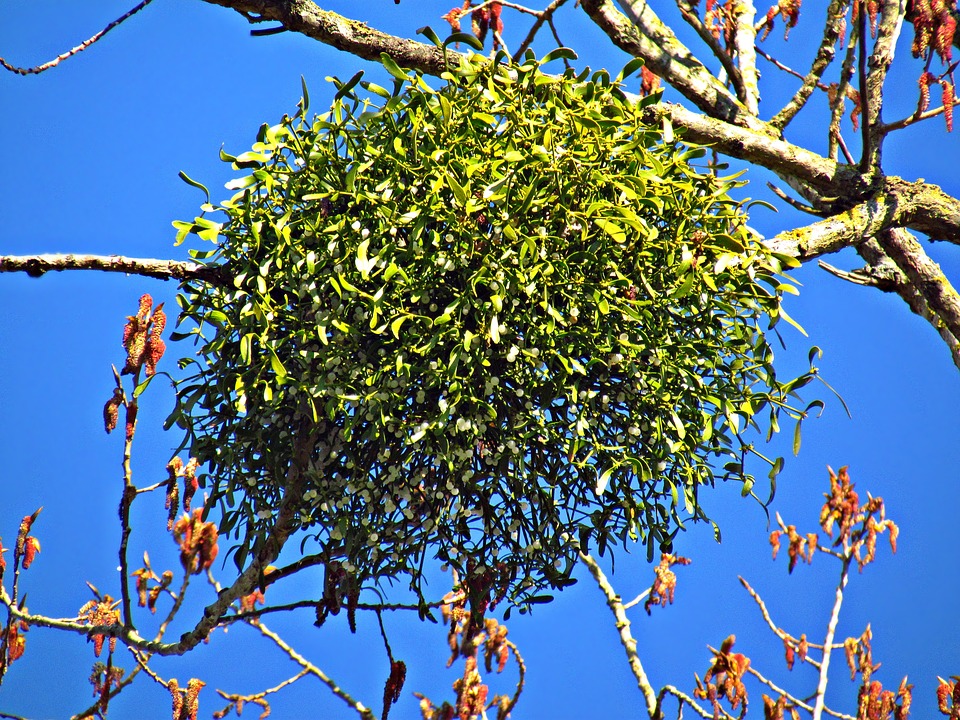 A clump of Mistletoe in a tree