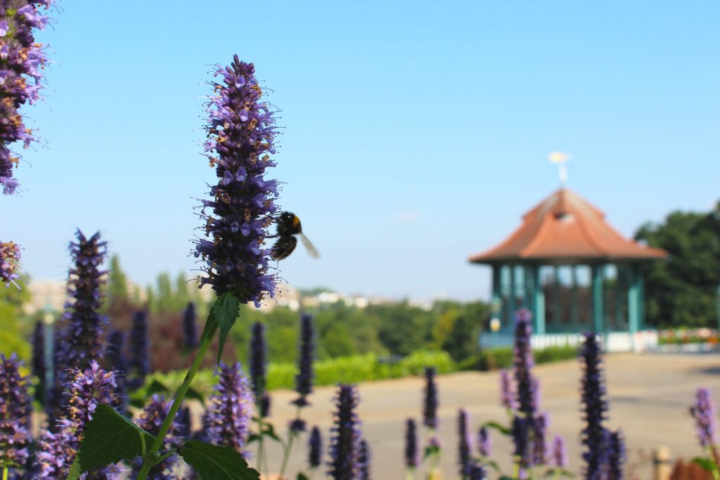 A close up of a stalk of tiny purple flowers with a bee on them. In the background is a bandstand in a garden with a blue sky