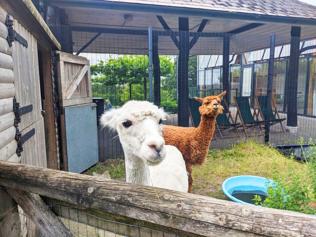 Eva and Poppy, the Horniman alpacas