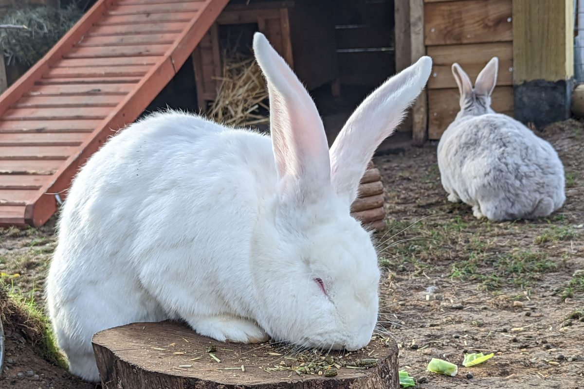 Thumper and Misty, two of the Horniman Rabbits