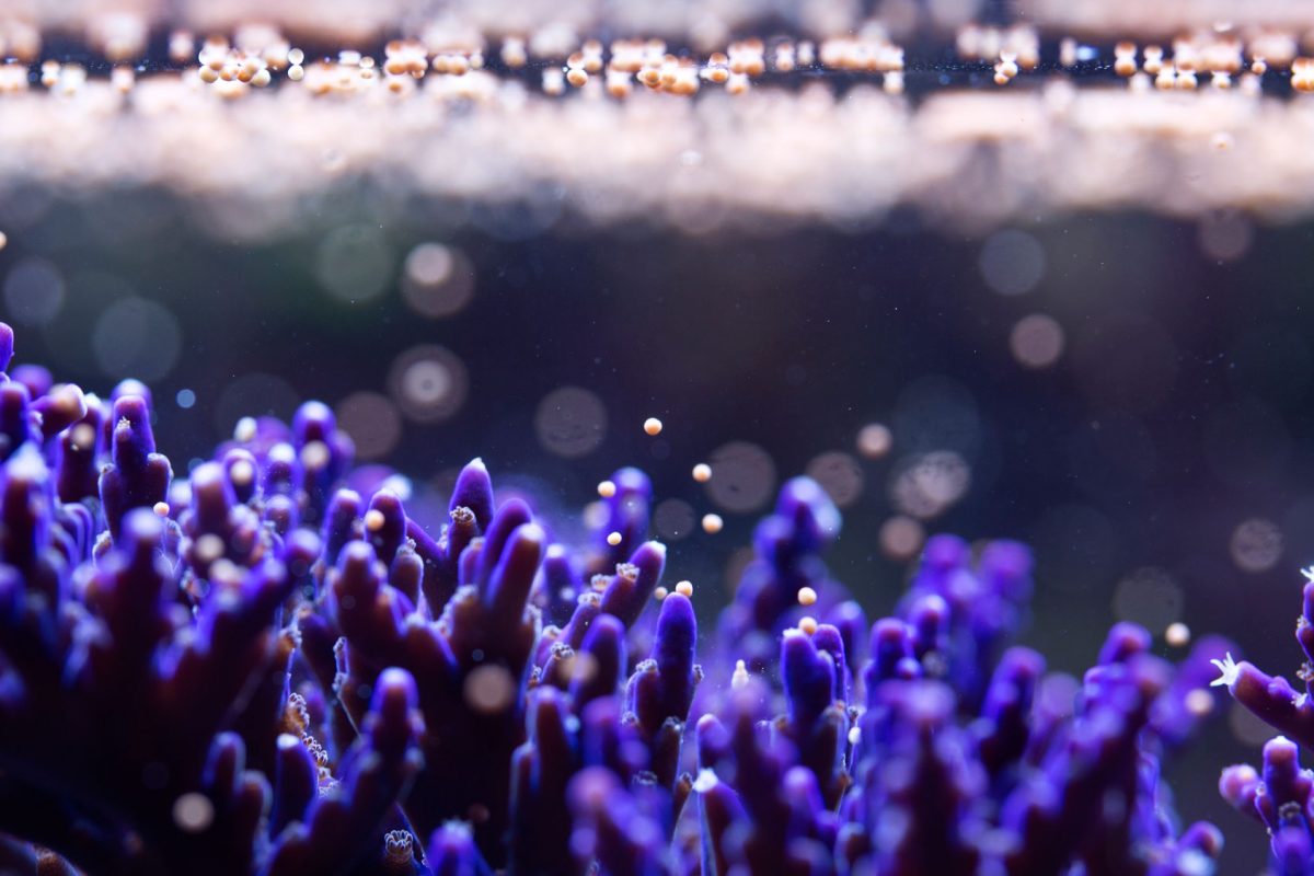 Purple coral spawning