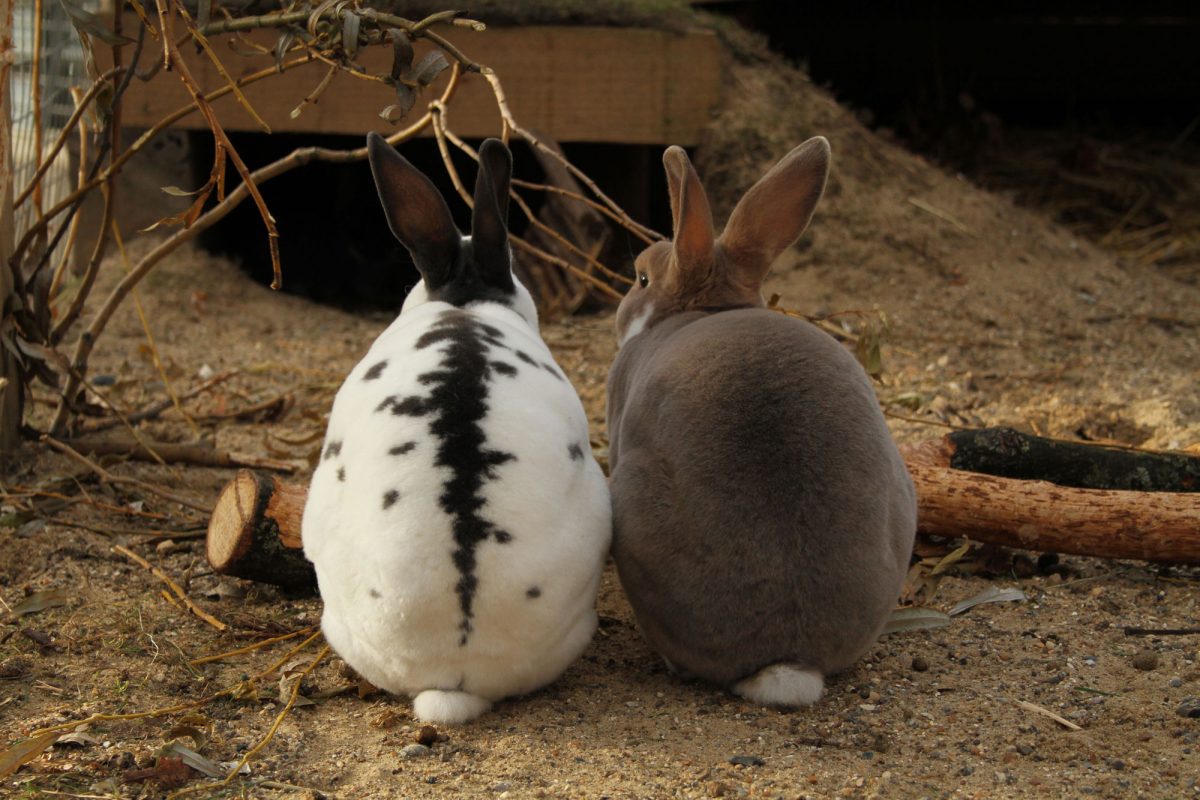 Two rabbits seen from behind