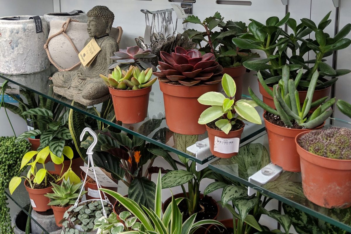Four glass shelves are seen with small green and purple plants on them. There are some pots and ceramic art at the end of one shelf