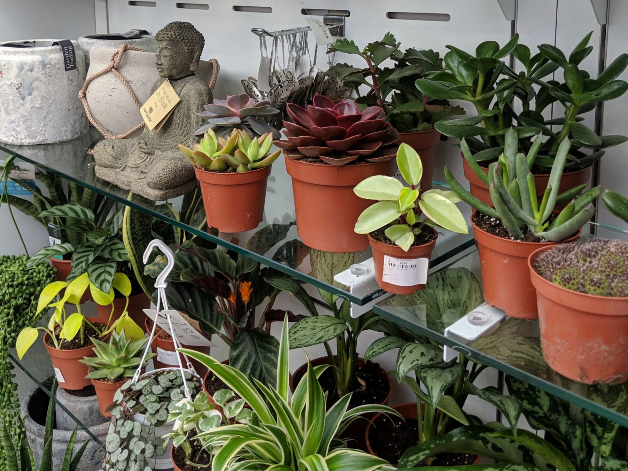 Four glass shelves are seen with small green and purple plants on them. There are some pots and ceramic art at the end of one shelf
