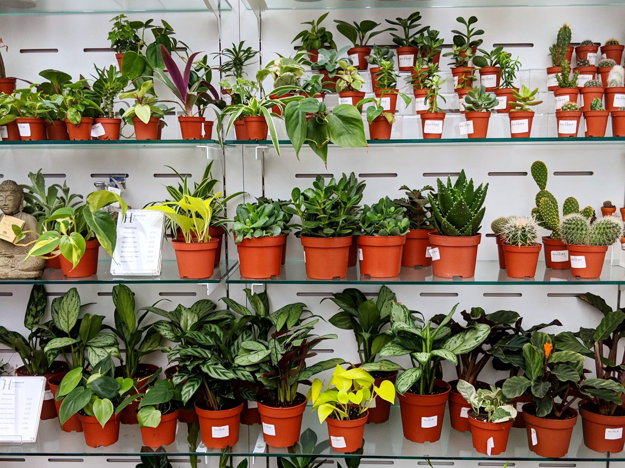 A wall of shelves is seen front on, with plants from tiny to larger arranged in size order, with smaller plants at the top.