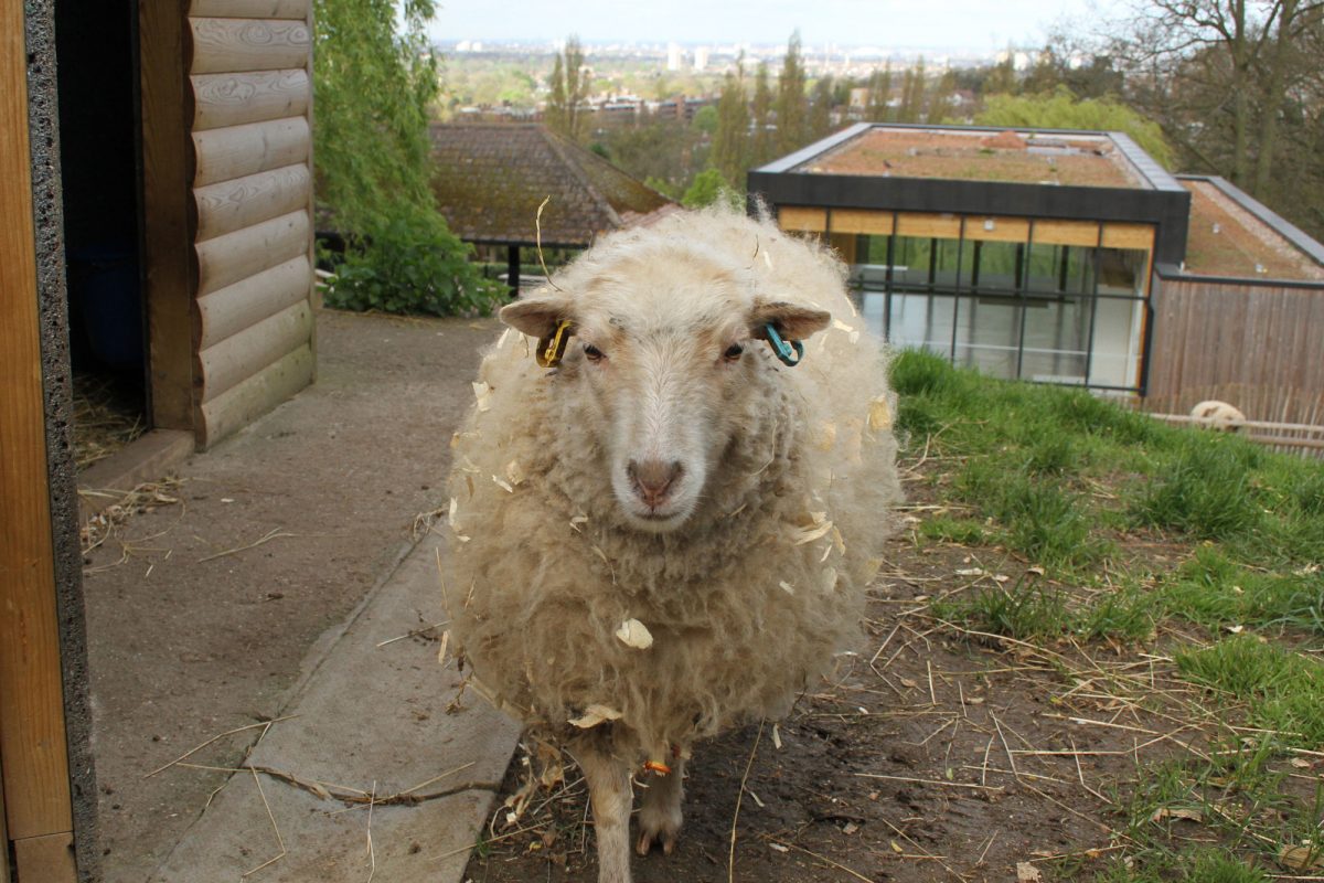 A white sheep