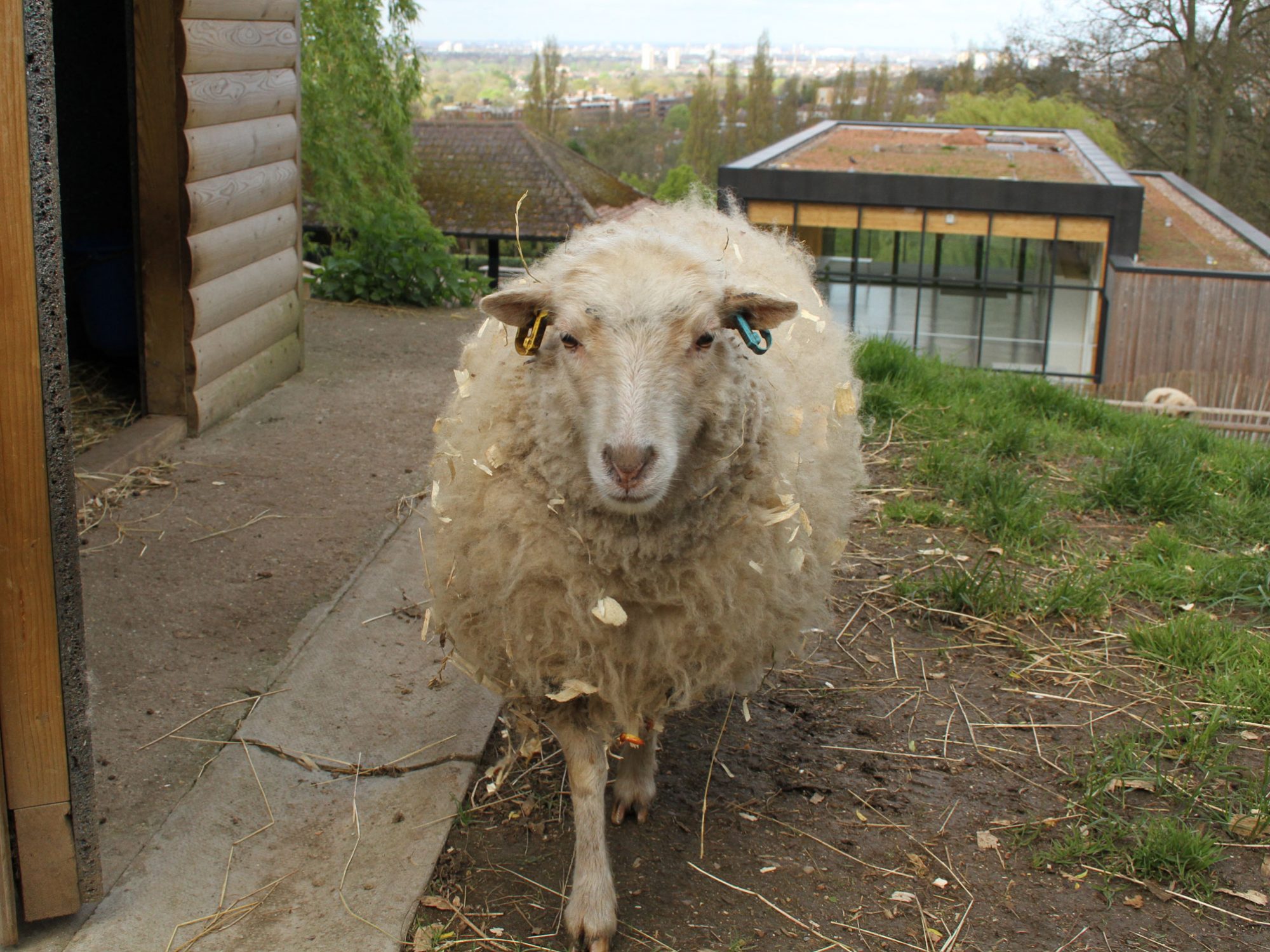 A white sheep walks towards the camera in an outside paddock, with a view of London behind in the distance