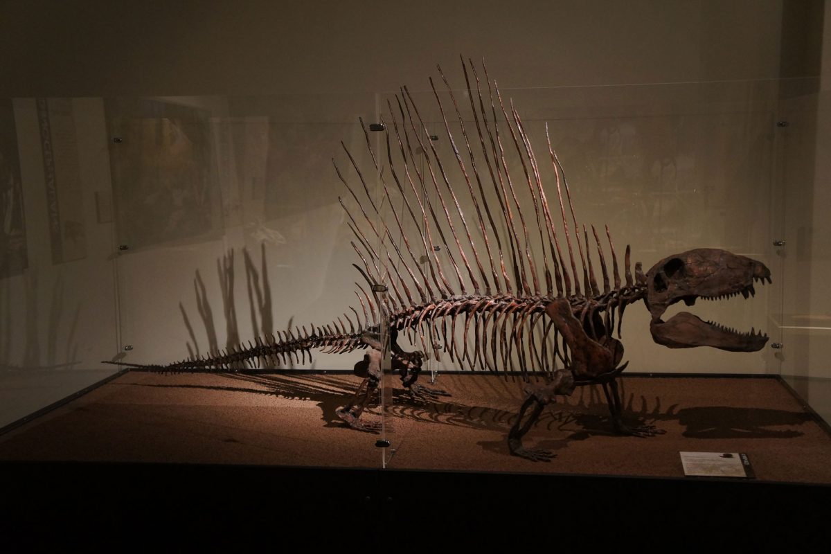 A skeleton of a synapsid