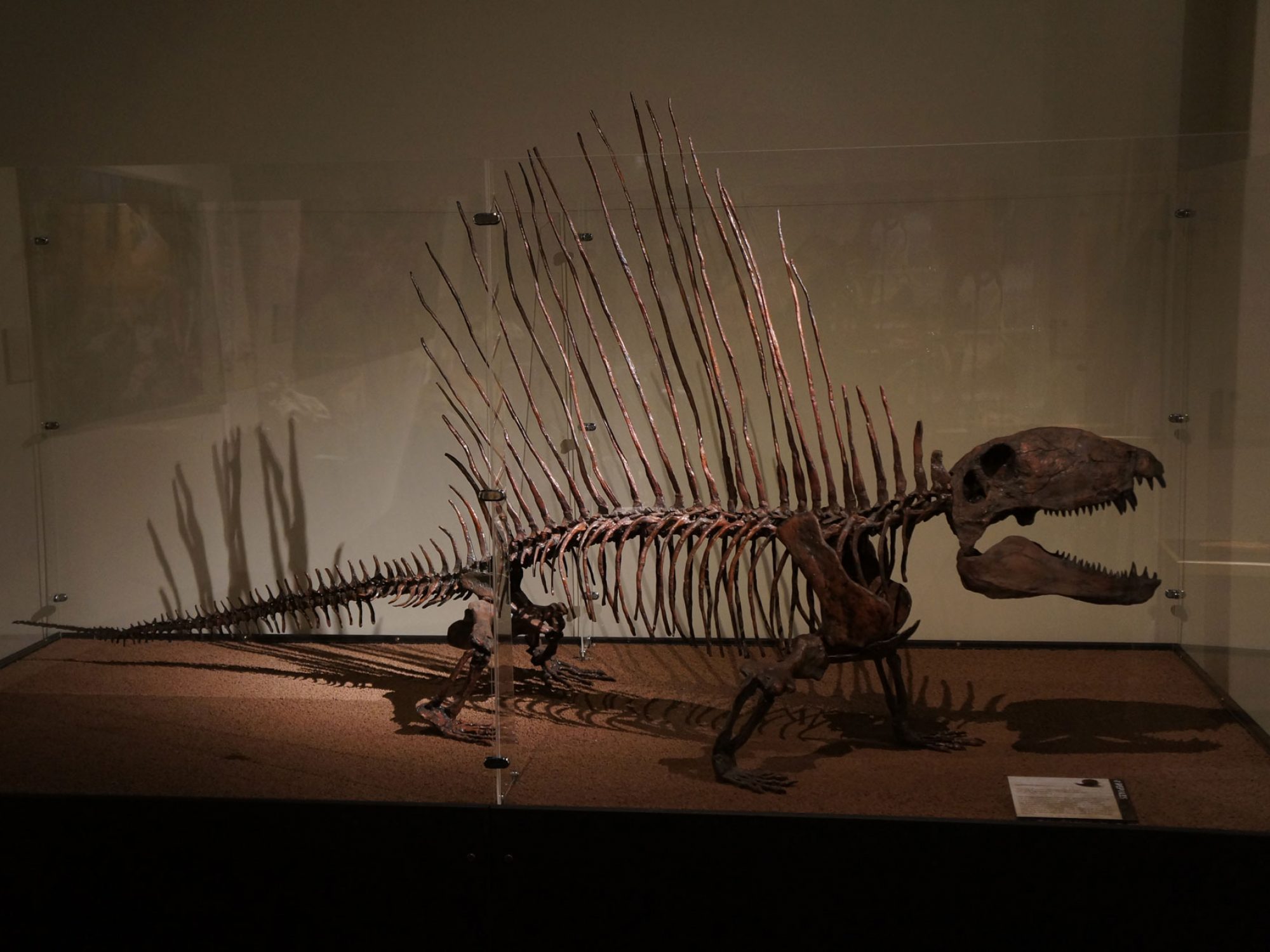 A skeleton of a creature with what would have been a large spiny fan on its back.
