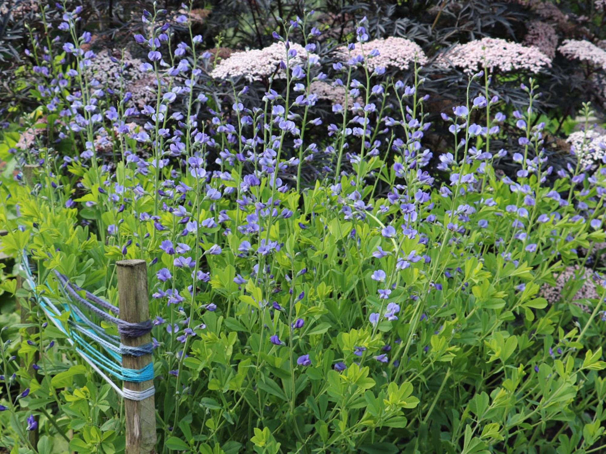 Some blue and purple plants in the Dye Garden next to some coloured yarns showing which colours the plants would make as dyes.