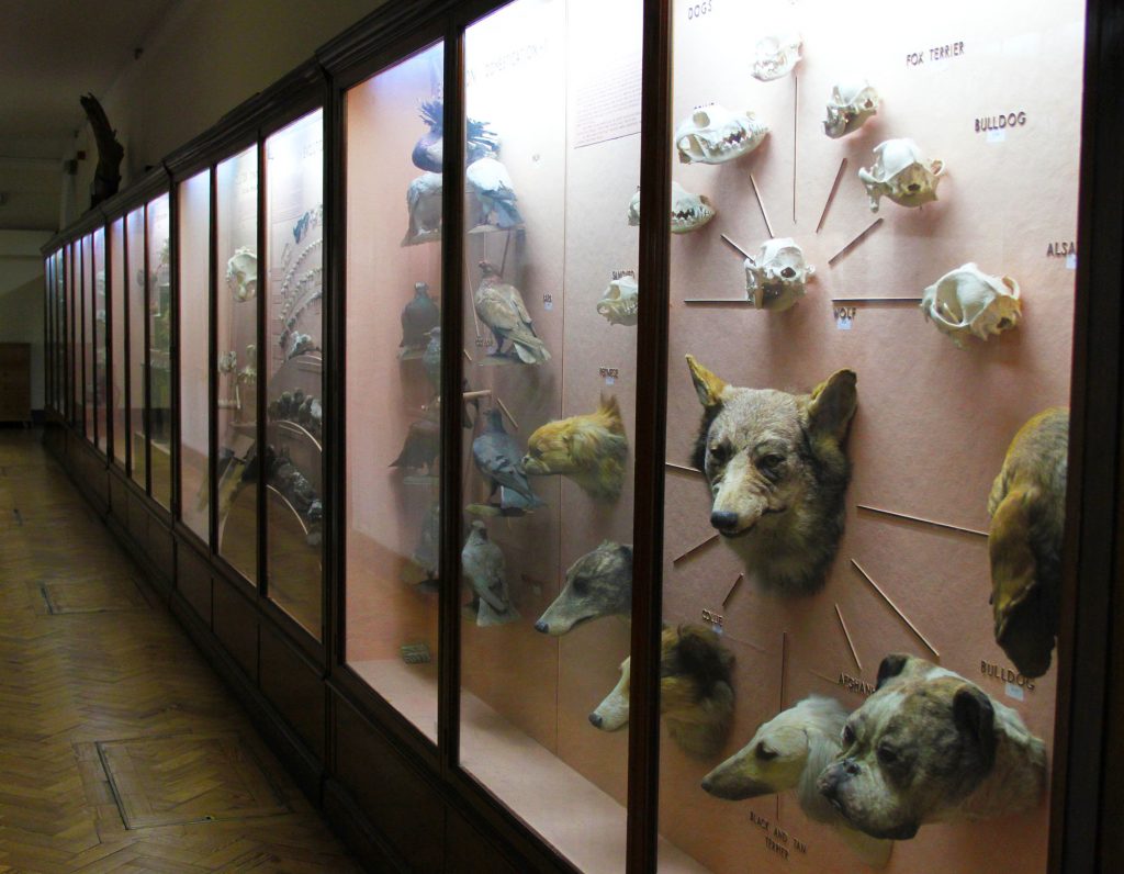 Display cases in the Natural History Gallery