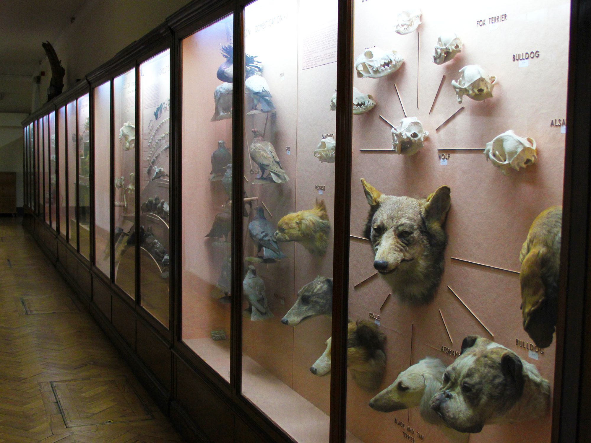 A series of display cases along a wall are seen side on, with the closest including a wolf and many dogs heads sticking out from the wall. The background of the cases is pink